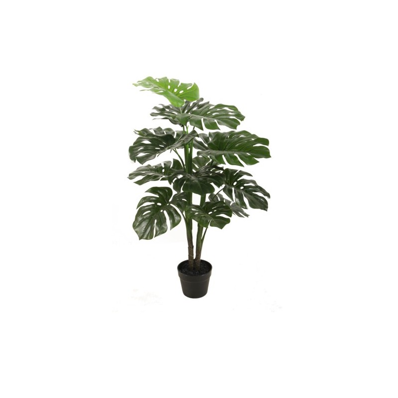 Monstera Green