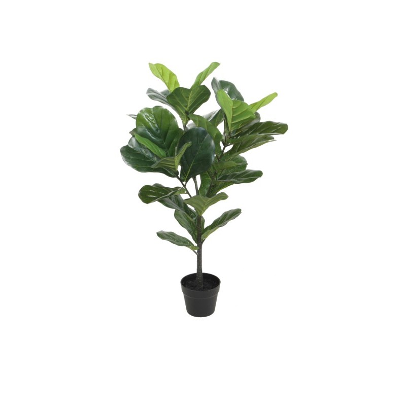 Violinfigen Green